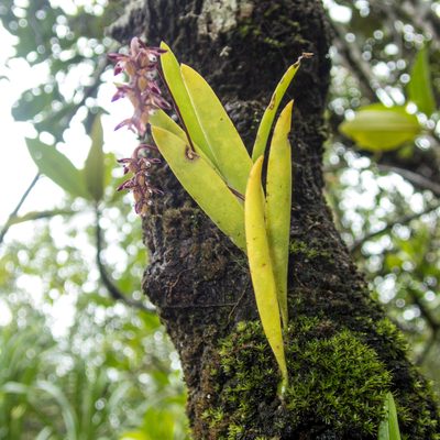 Bulbophyllum alcicorne, photographed by Gerard Chartier
