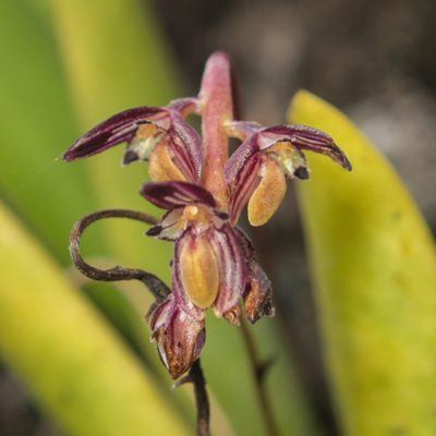 Bulbophyllum alcicorne, photographed by Gerard Chartier