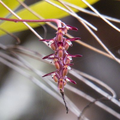 Bulbophyllum alcicorne, photographed by Gerard Chartier