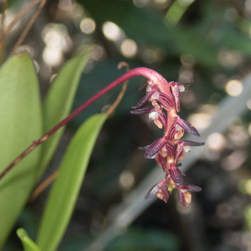 Bulbophyllum alcicorne, photographed by Gerard Chartier