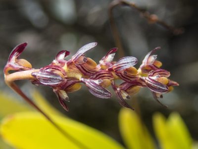Bulbophyllum alcicorne, photographed by Gerard Chartier