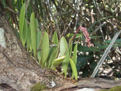 Bulbophyllum alcicorne, photographed by Gerard Chartier