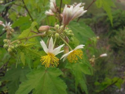 Sparrmannia ricinocarpa, photographed by Jimmy Whatmore