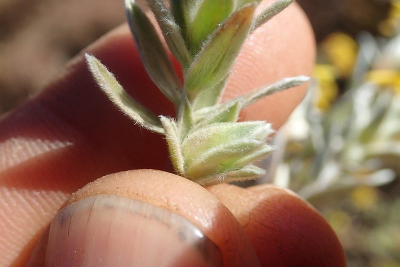 Lasiosiphon canoargenteus, photographed by Jimmy Whatmore