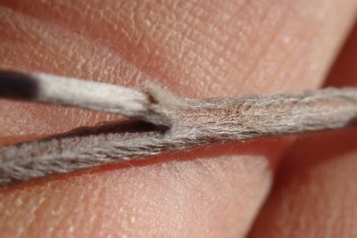 Lasiosiphon canoargenteus, photographed by Jimmy Whatmore