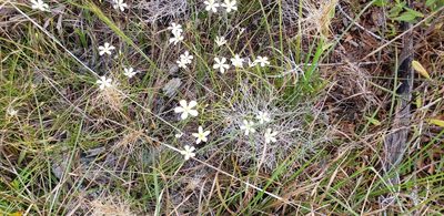 Sabatia brevifolia, photographed by Jeanene Arrington-Fisher
