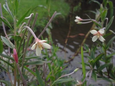 Epilobium salignum, photographed by Jimmy Whatmore