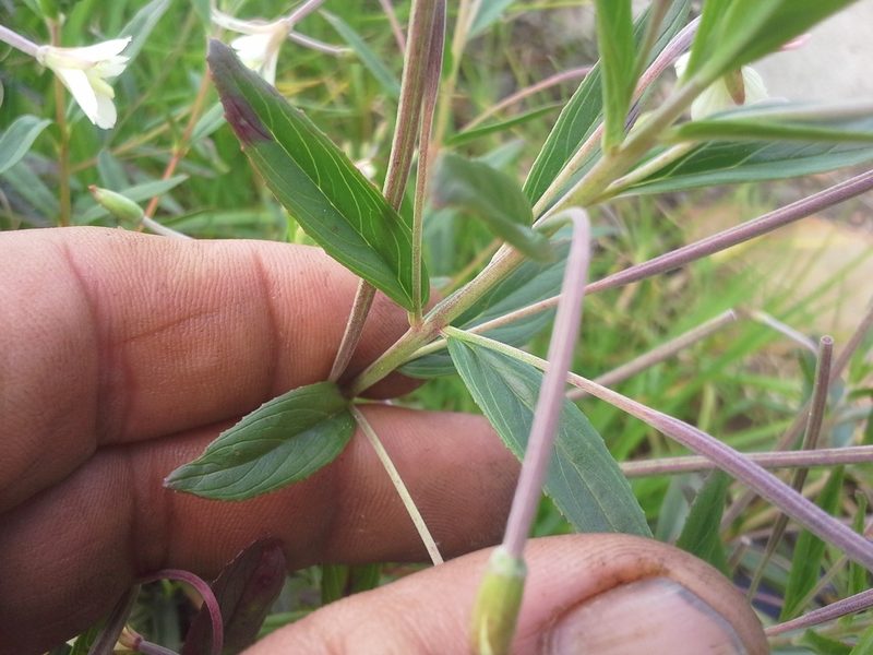 Epilobium salignum, photographed by Jimmy Whatmore