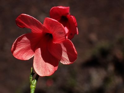 Hermannia grandiflora, photographed by Di Turner