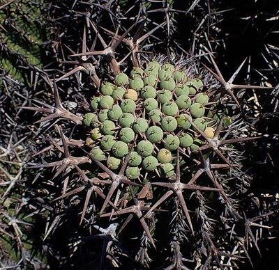 Euphorbia stellispina, photographed by Di Turner