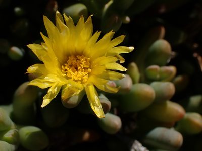 Malephora lutea, photographed by Di Turner
