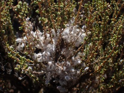 Eriocephalus ericoides, photographed by Di Turner