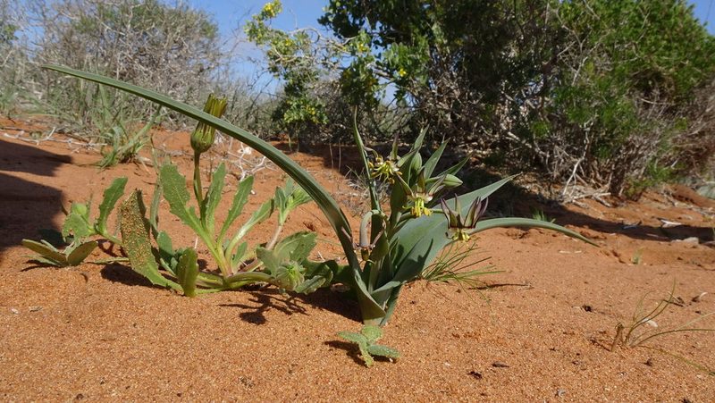 Ornithoglossum viride, photographed by Paul Emms