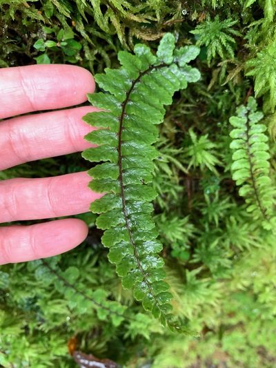 Athyrium nakanoi, photographed by 呂一起(Lyu yi-chi)