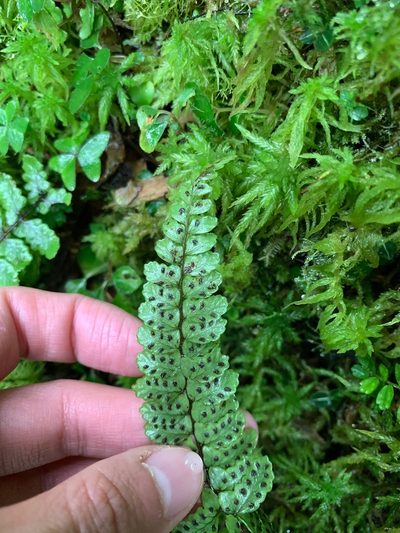 Athyrium nakanoi, photographed by 呂一起(Lyu yi-chi)