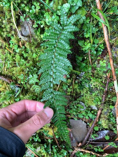 Polystichum parvipinnulum, photographed by 呂一起(Lyu yi-chi)