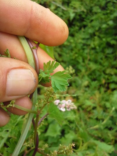 Cysticapnos pruinosa, photographed by Jimmy Whatmore