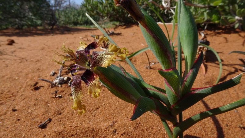 Ferraria densepunctulata, photographed by Paul Emms