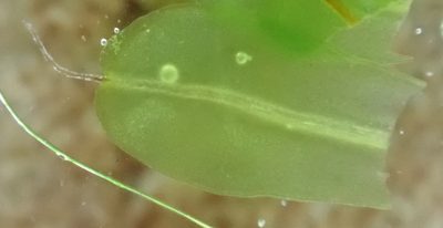 Syntrichia virescens, photographed by Jerry Lanfear