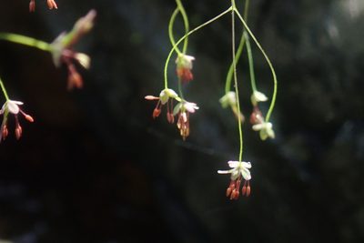 Thalictrum rhynchocarpum, photographed by Jimmy Whatmore