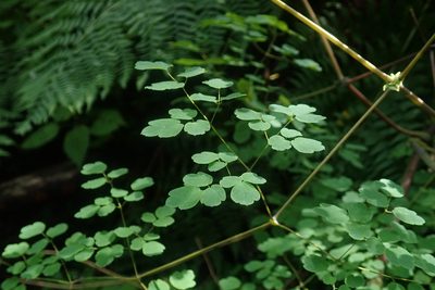 Thalictrum rhynchocarpum, photographed by Jimmy Whatmore
