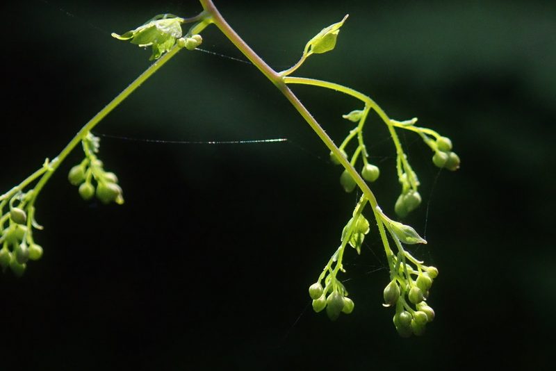 Thalictrum rhynchocarpum, photographed by Jimmy Whatmore