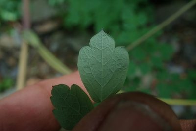 Thalictrum rhynchocarpum, photographed by Jimmy Whatmore