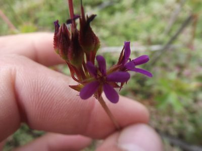 Pelargonium columbinum, photographed by Ludwig Muller