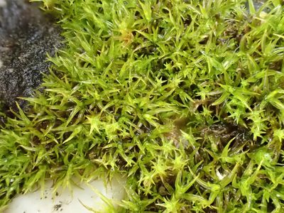 Vinealobryum vineale, photographed by Jerry Lanfear
