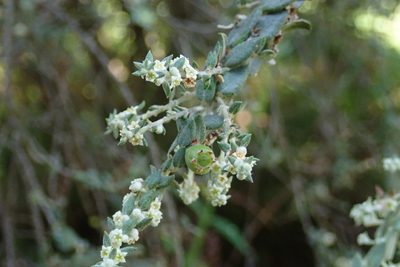Phylica paniculata, photographed by Jimmy Whatmore