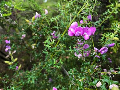 Mirbelia dilatata, photographed by Cal Wood