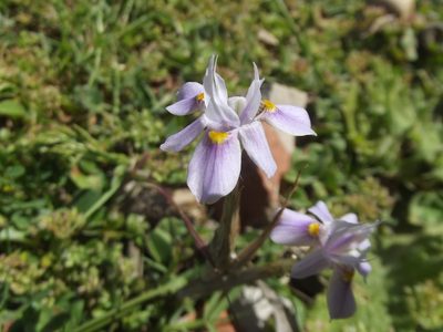 Moraea setifolia, photographed by Ludwig Muller