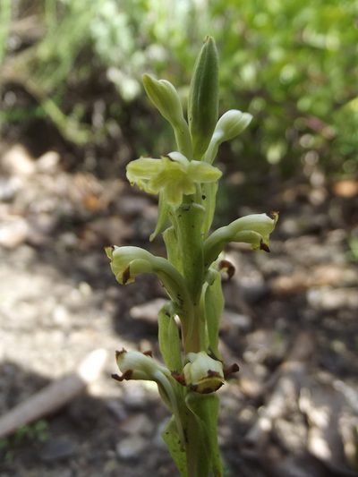 Satyrium outeniquense, photographed by Ludwig Muller