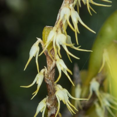 Bulbophyllum clandestinum, photographed by Gerard Chartier