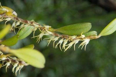 Bulbophyllum clandestinum, photographed by Gerard Chartier