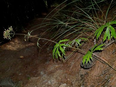 Syneilesis subglabrata, photographed by Jacy Chen