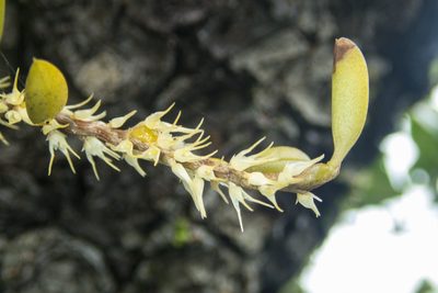 Bulbophyllum clandestinum, photographed by Gerard Chartier