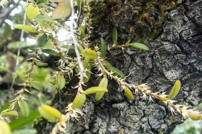 Bulbophyllum clandestinum, photographed by Gerard Chartier