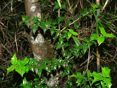 Ilex bioritsensis, photographed by Jacy Chen
