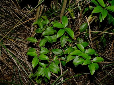 Ilex pedunculosa, photographed by Jacy Chen