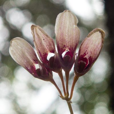 Bulbophyllum lepidum, photographed by Gerard Chartier