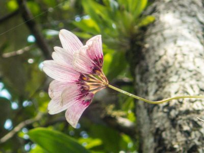 Bulbophyllum lepidum, photographed by Gerard Chartier