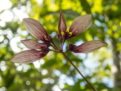 Bulbophyllum lepidum, photographed by Gerard Chartier