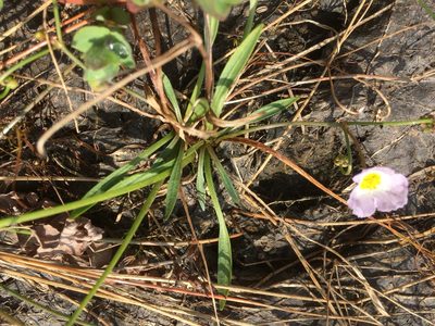 Baldellia ranunculoides, photographed by Andre Hosper
