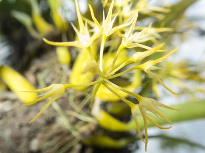 Bulbophyllum laxiflorum, photographed by Gerard Chartier