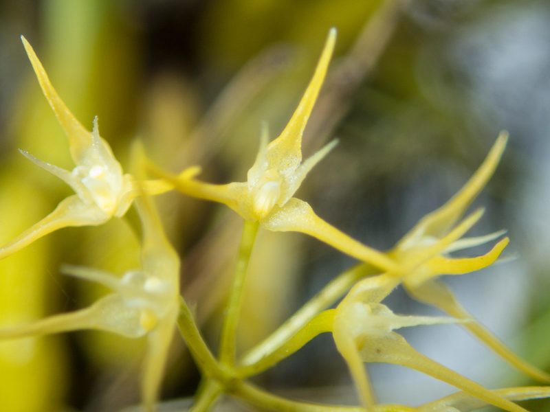Bulbophyllum laxiflorum, photographed by Gerard Chartier