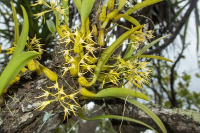 Bulbophyllum laxiflorum, photographed by Gerard Chartier