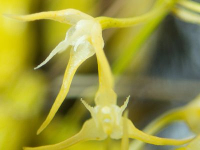 Bulbophyllum laxiflorum, photographed by Gerard Chartier