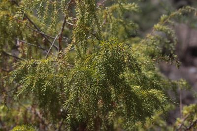 Juniperus cedrus, photographed by Tero Linjama
