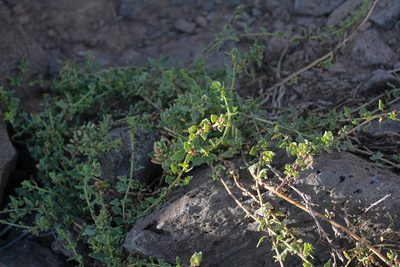 Patellifolia procumbens, photographed by Tero Linjama